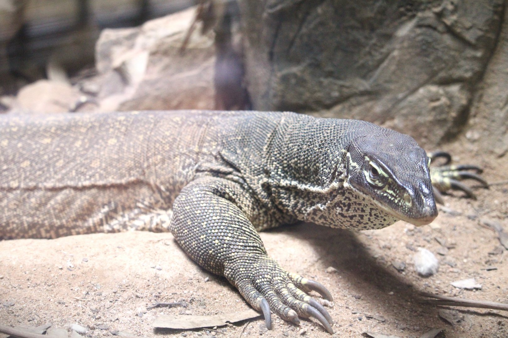 Discovery Outpost - Reptile House - Yellow-spotted Monitor