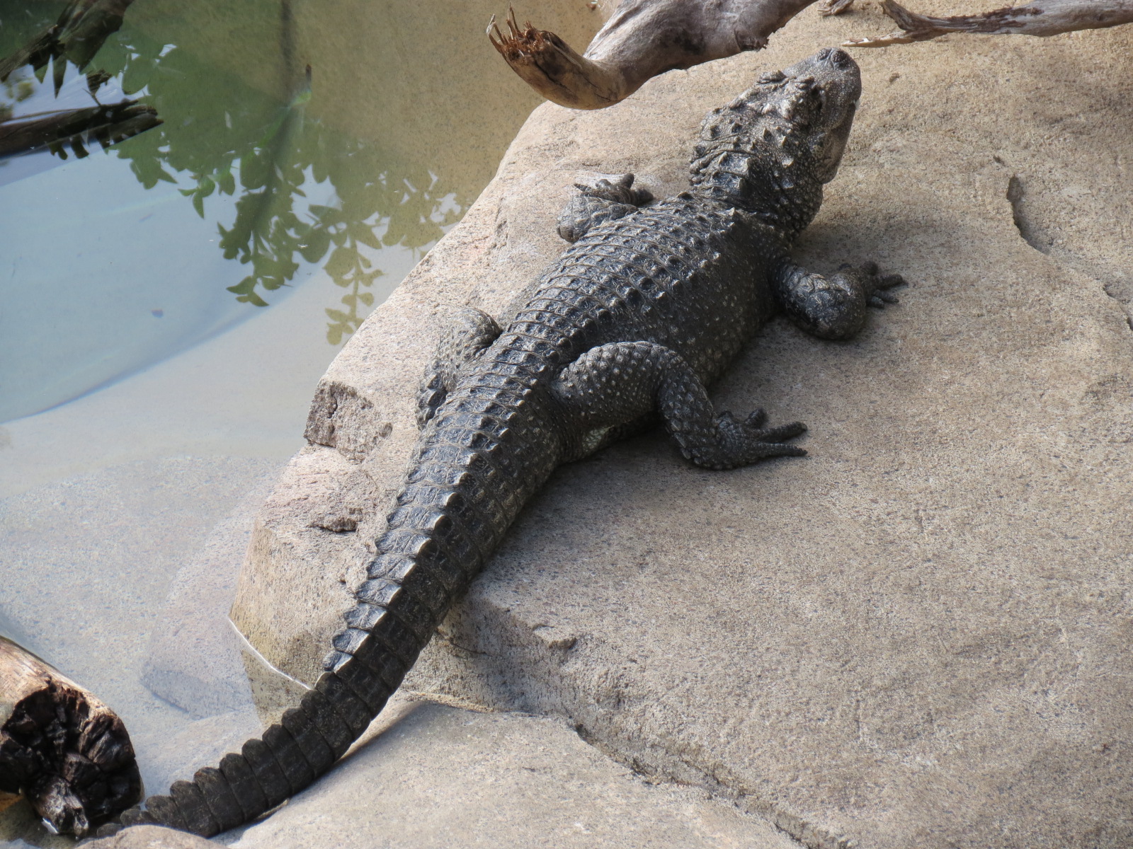 Discovery Outpost - Reptile Walk- Chinese Alligator