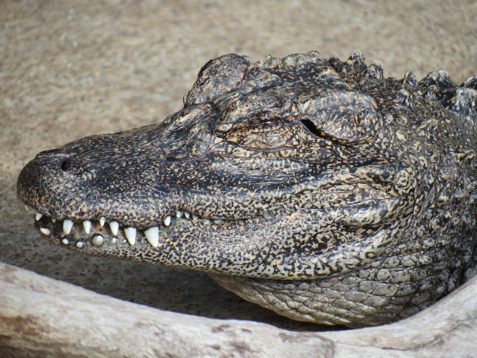 Discovery Outpost - Reptile Walk- Chinese Alligator