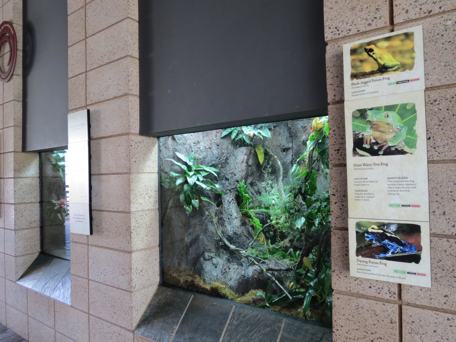 Discovery Outpost - Reptile Walk - Frog Exhibit