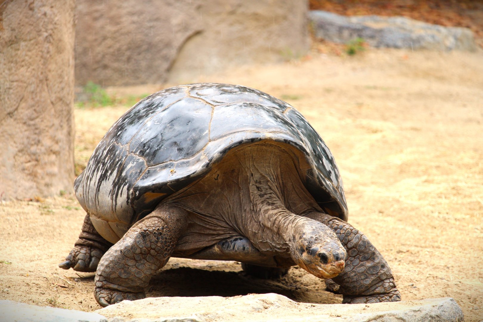 Discovery Outpost - Reptile Walk - Galapagos Tortoise