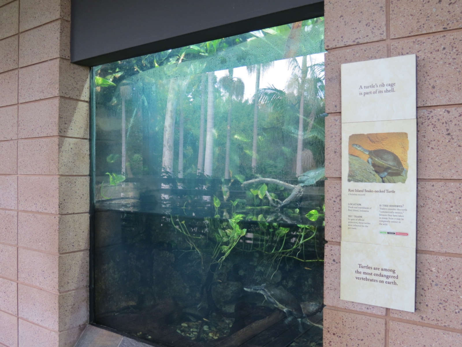 Discovery Outpost - Reptile Walk - Roti Island Snake-necked Turtle Exhibit