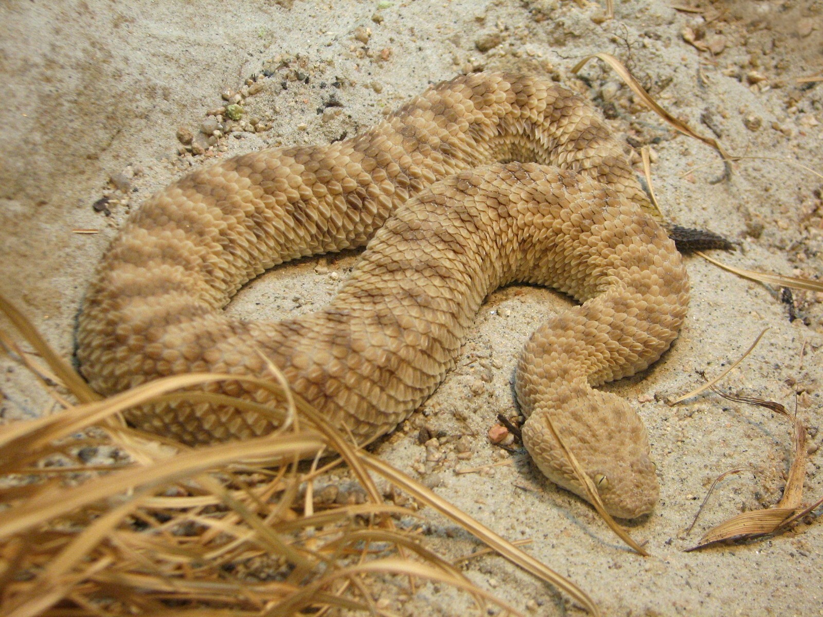 Discovery Outpost - Sahara Sand Viper