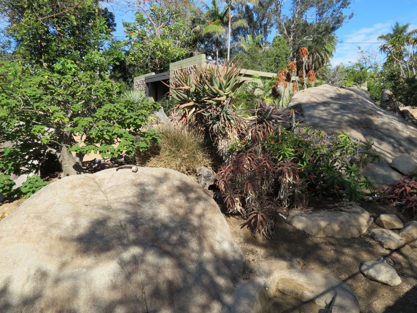 Discovery Outpost - Southern Leopard Tortoise Exhibit