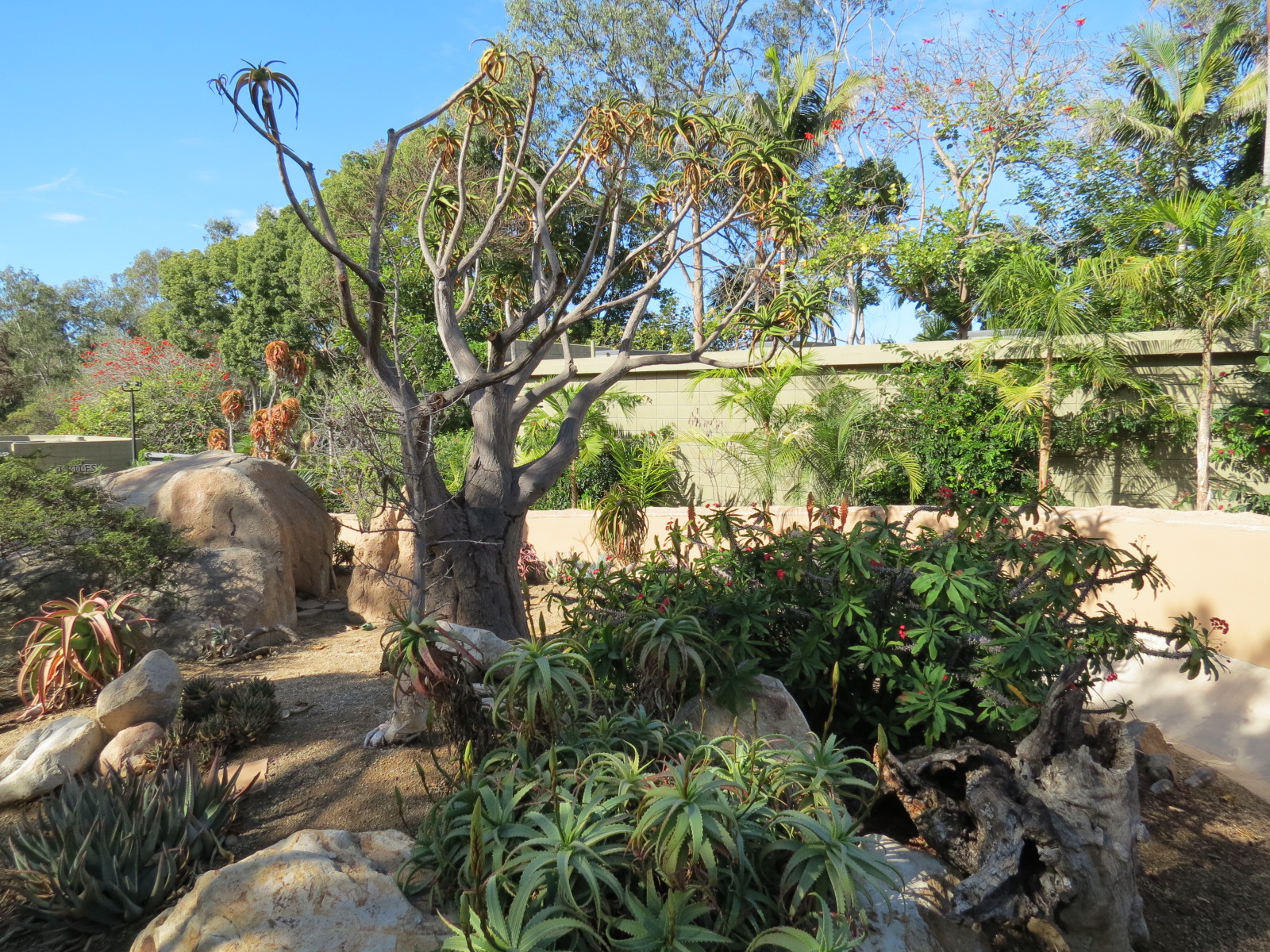 Discovery Outpost - Southern Leopard Tortoise Exhibit