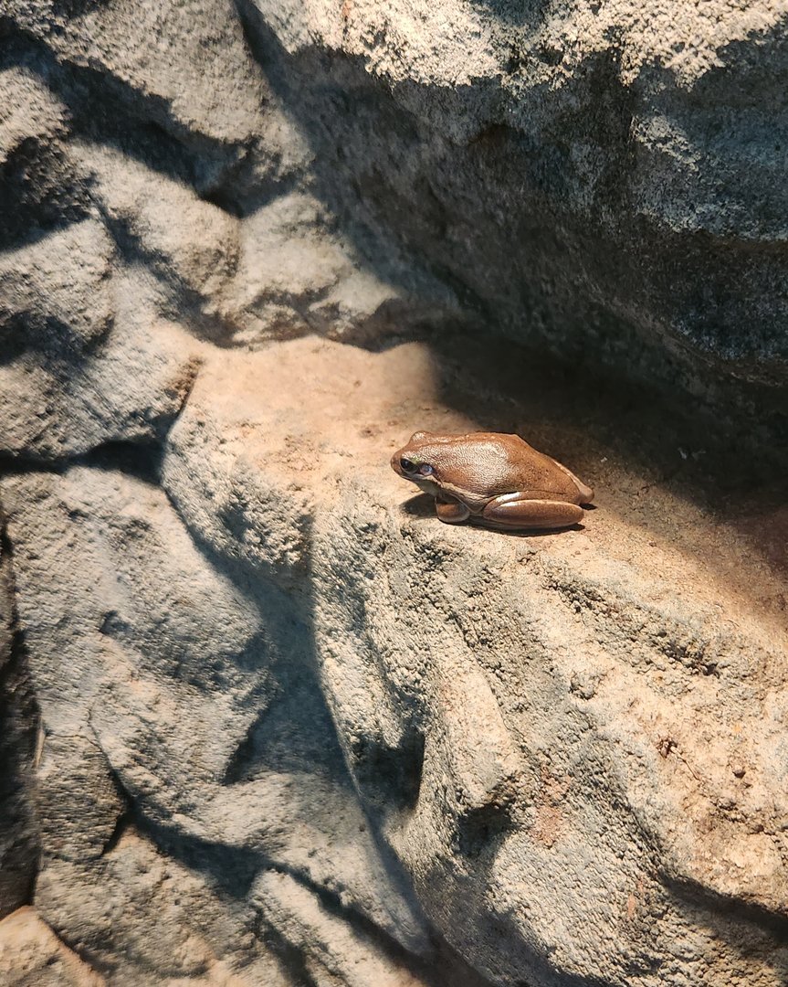 Discovery Place Nature - American Green Tree Frog