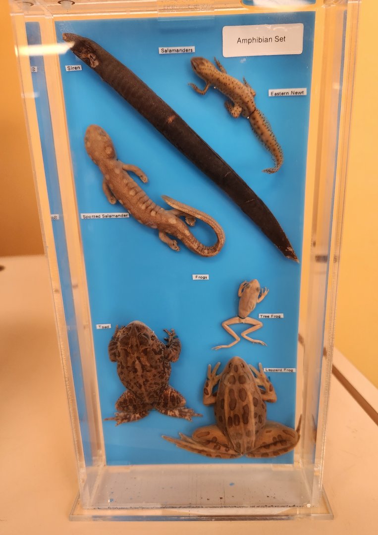 Discovery Place Nature - Amphibian taxidermy