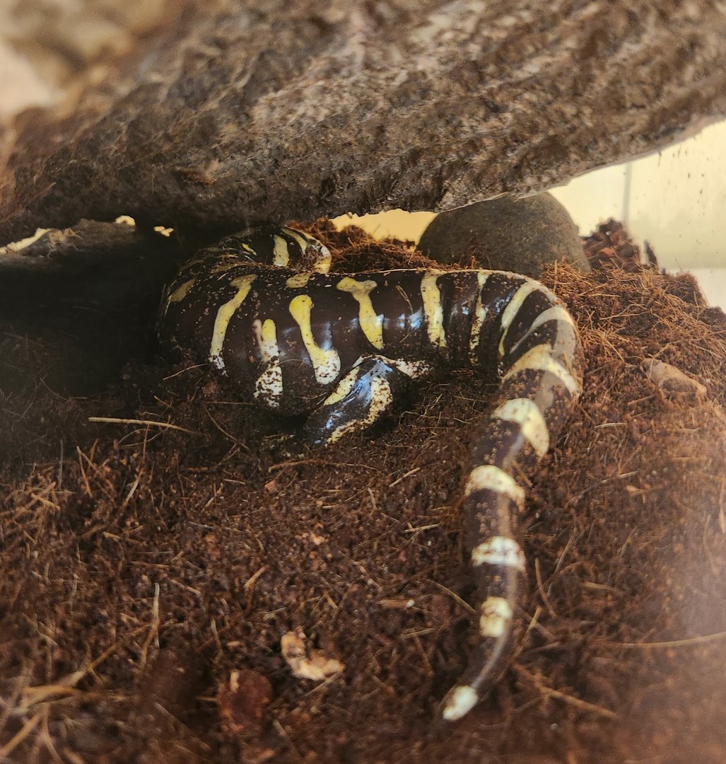Discovery Place Nature - Barred Tiger Salamander