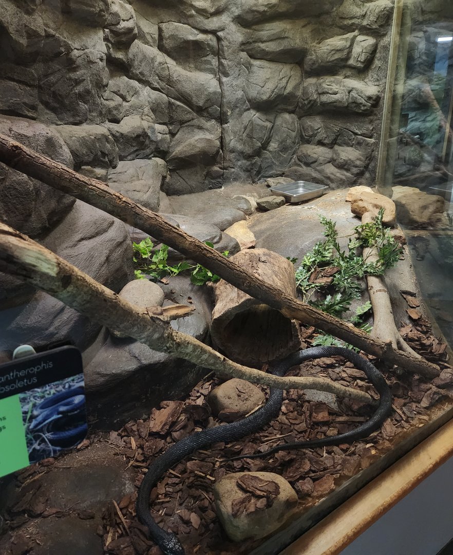 Discovery Place Nature - Black Rat Snake + enclosure