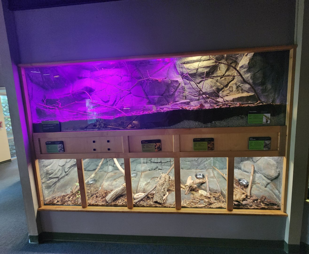 Discovery Place Nature - Creature Cavern terrarium rows