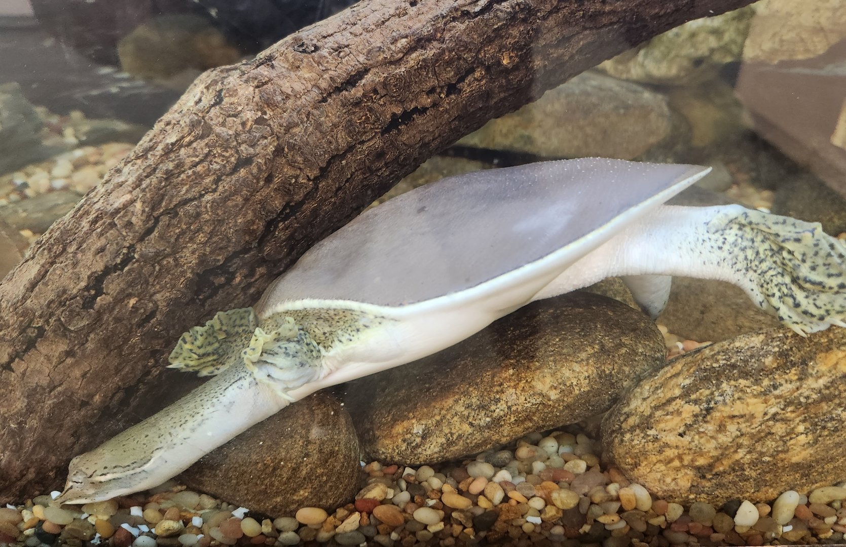 Discovery Place Nature - Gulf Spiny Softshell Turtle