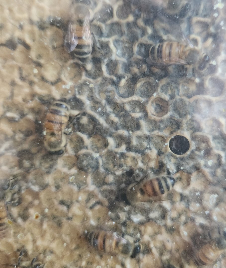 Discovery Place Nature - Honeybees & honeycombs