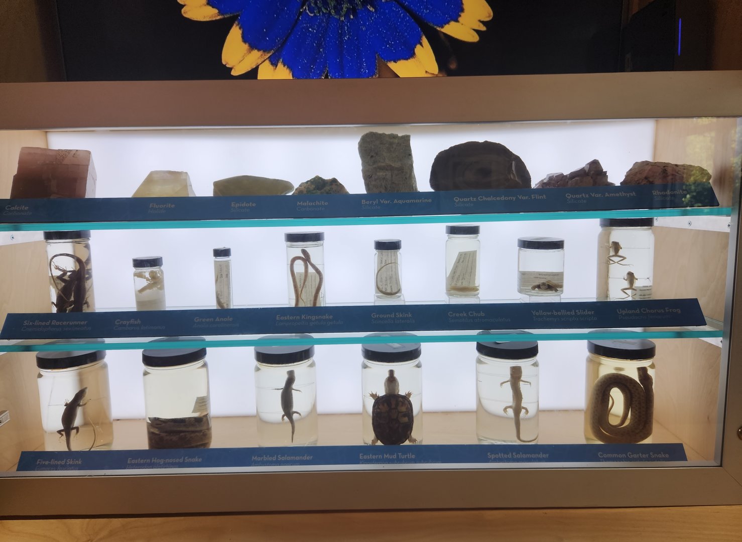 Discovery Place Nature - Reptile taxidermy + minerals