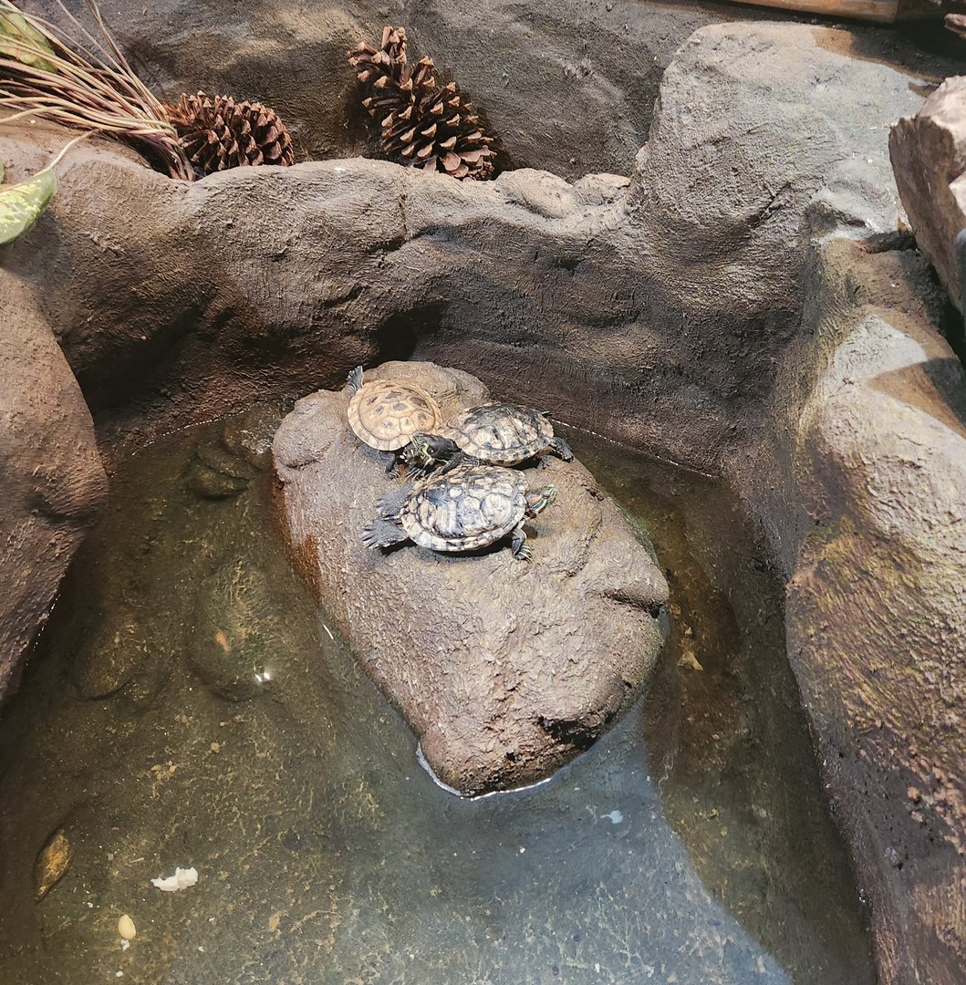 Discovery Place Nature - Slider pond