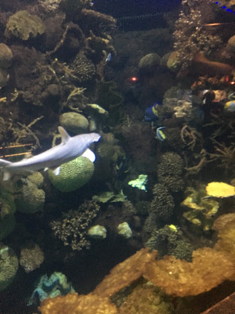 Discovery reef shark tank