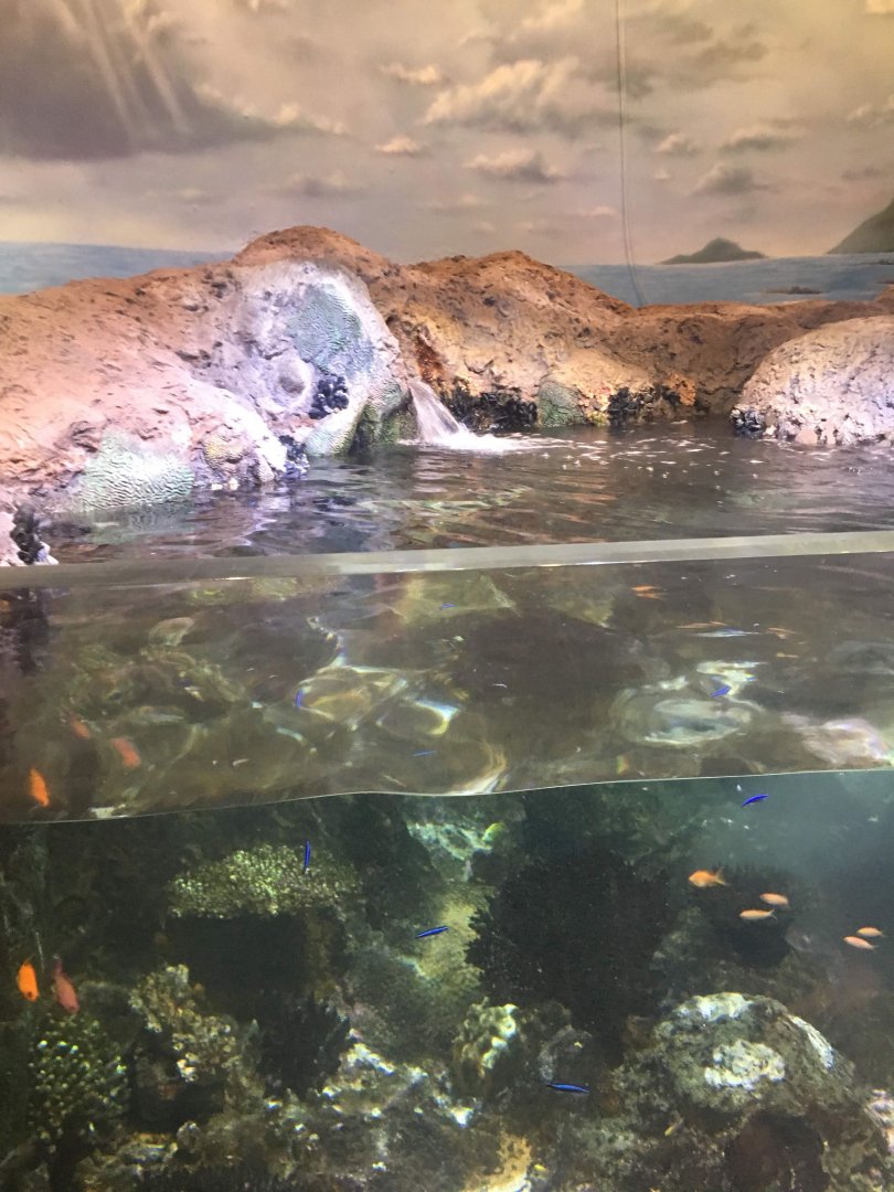 Discovery Reef tank