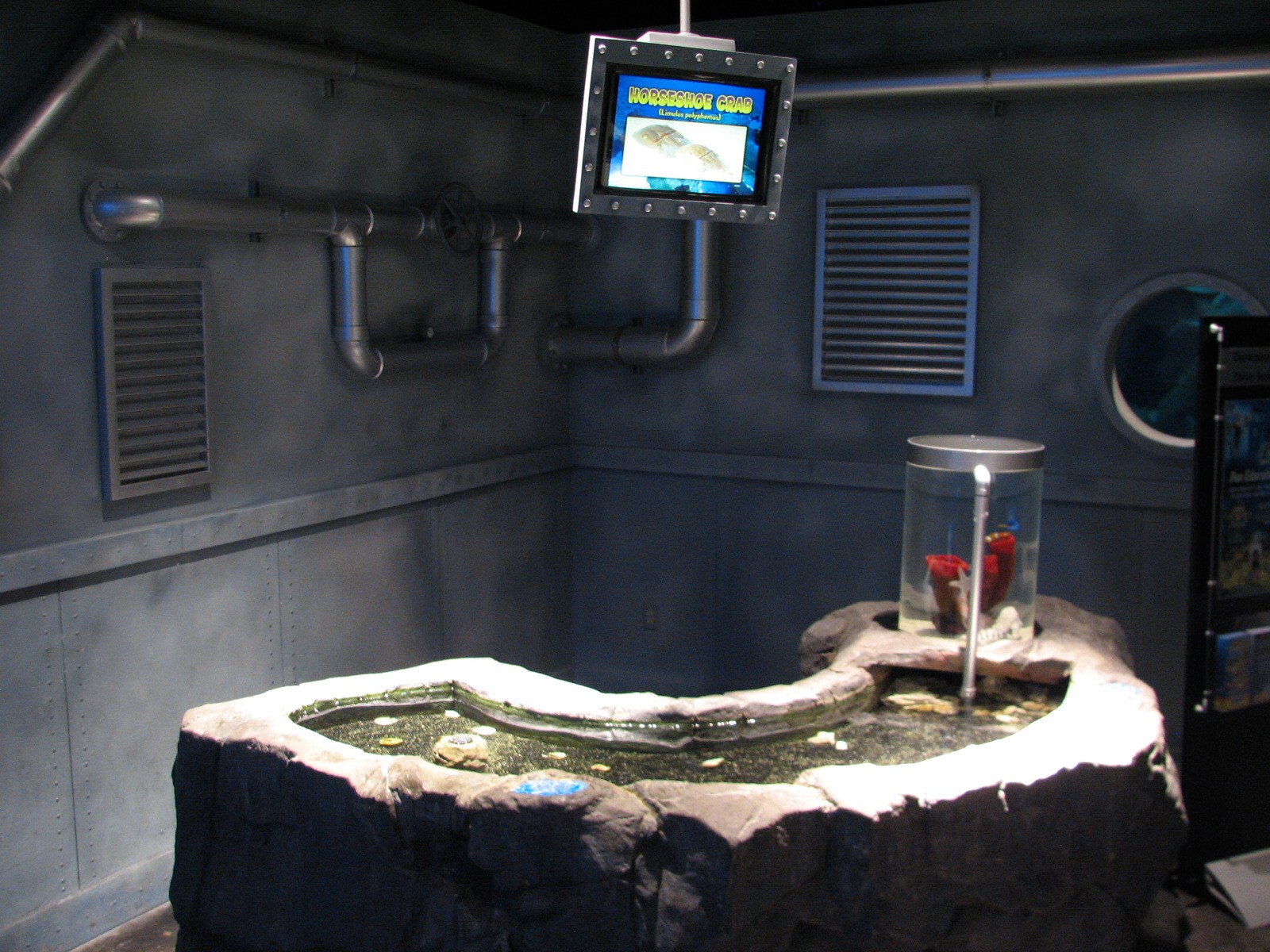 Discovery Rig - Horseshoe Crab Touch Tank
