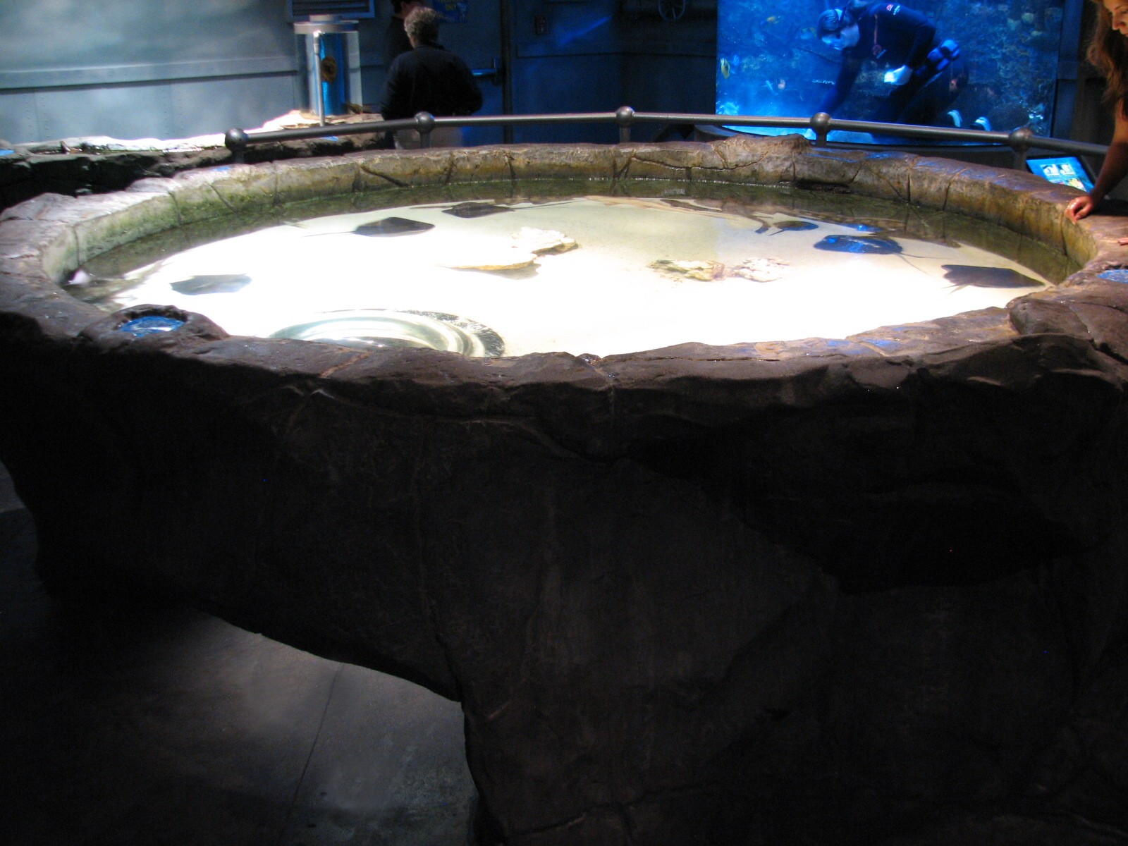 Discovery Rig - Ray and Shark Touch Tank