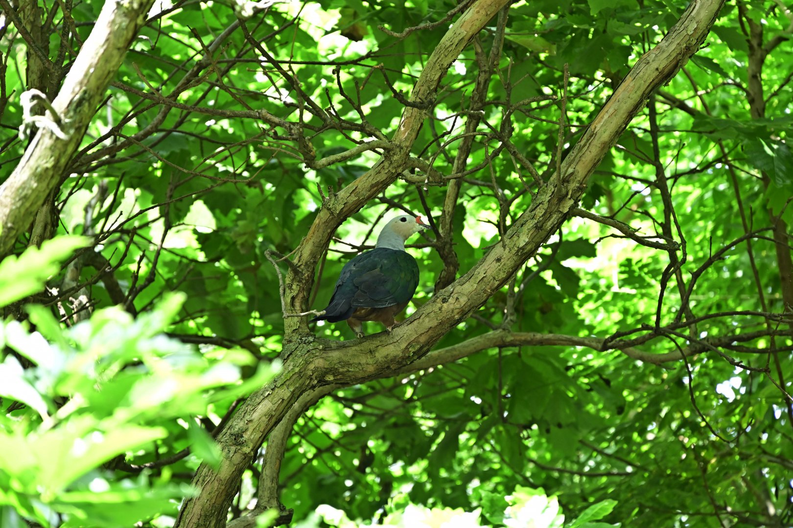 Discovery Trail Aviary - Red-knobbed Imperial Pigeon (Ducula rubricera)