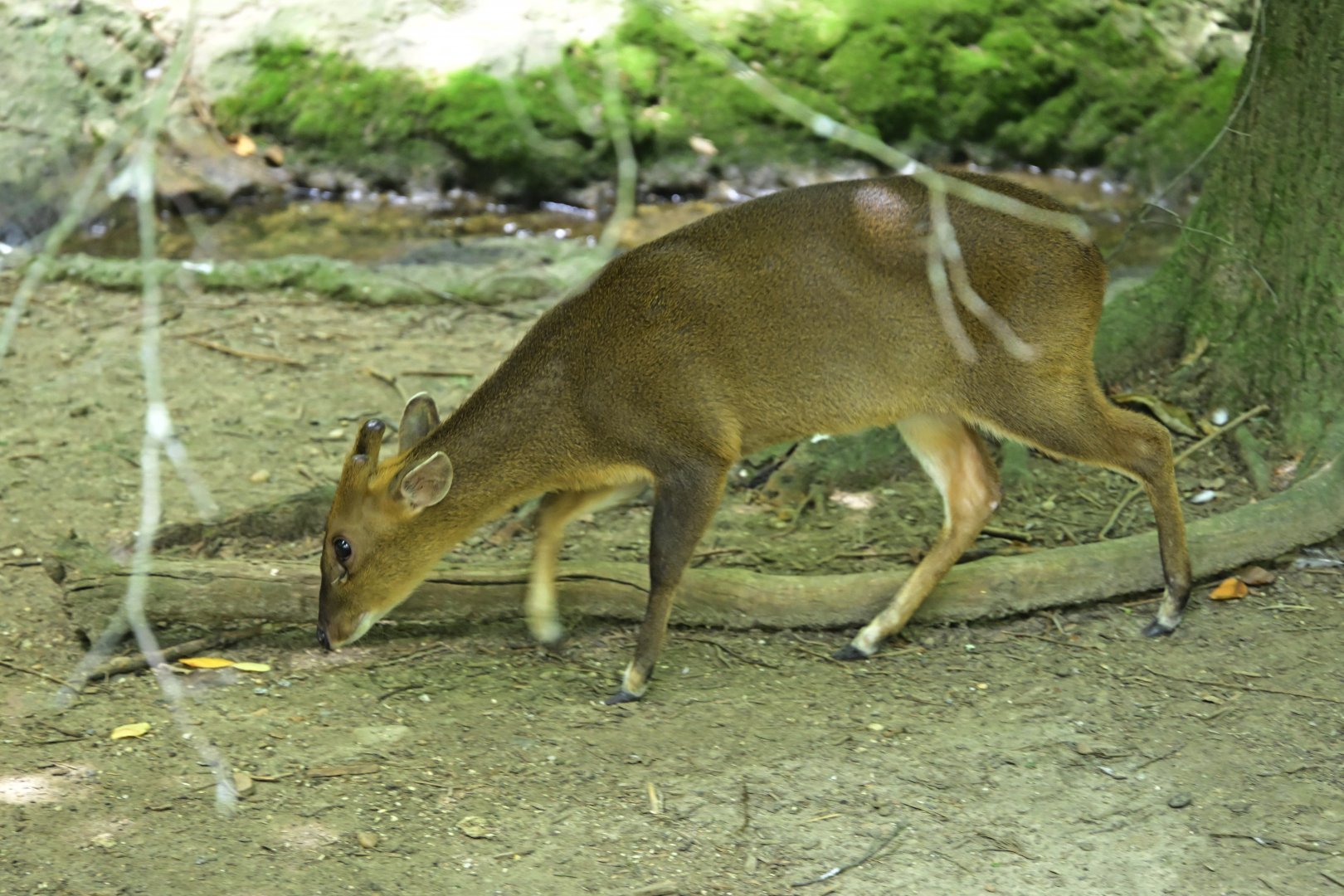 Discovery Trail Aviary - Reeves's Muntjac (Muntiacus reevesi)