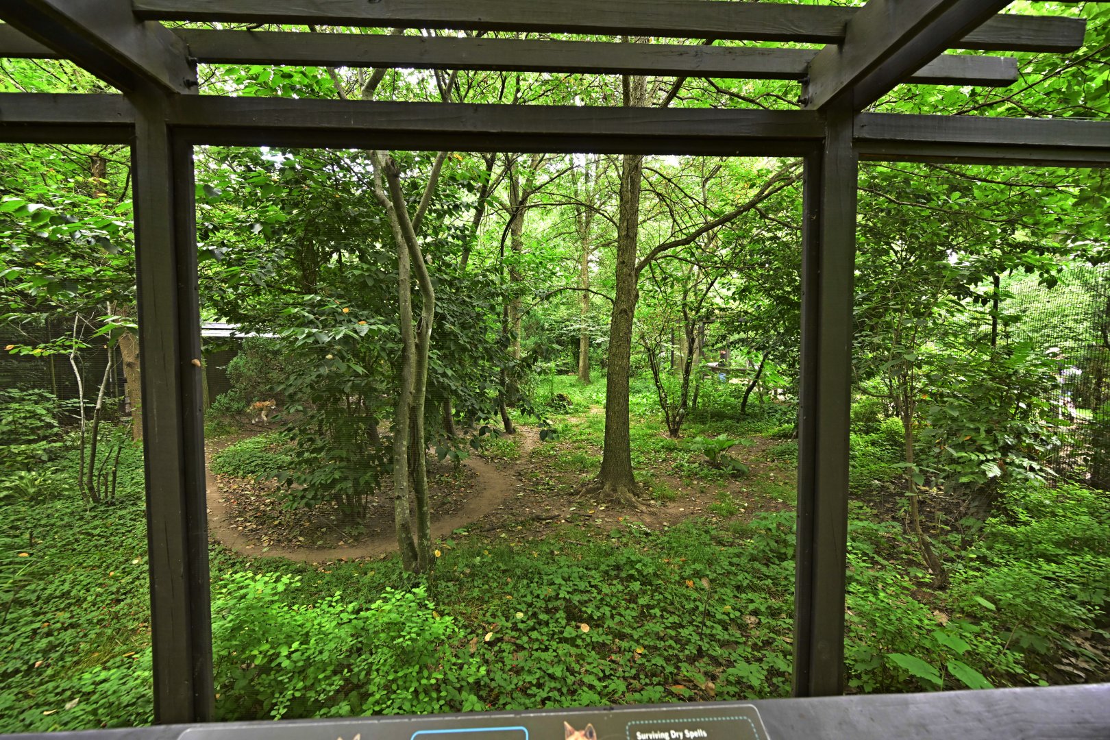 Discovery Trail - Dingo (Canis familiaris dingo) Exhibit