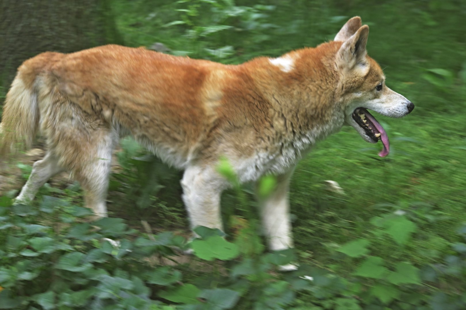Discovery Trail - Dingo (Canis familiaris dingo)