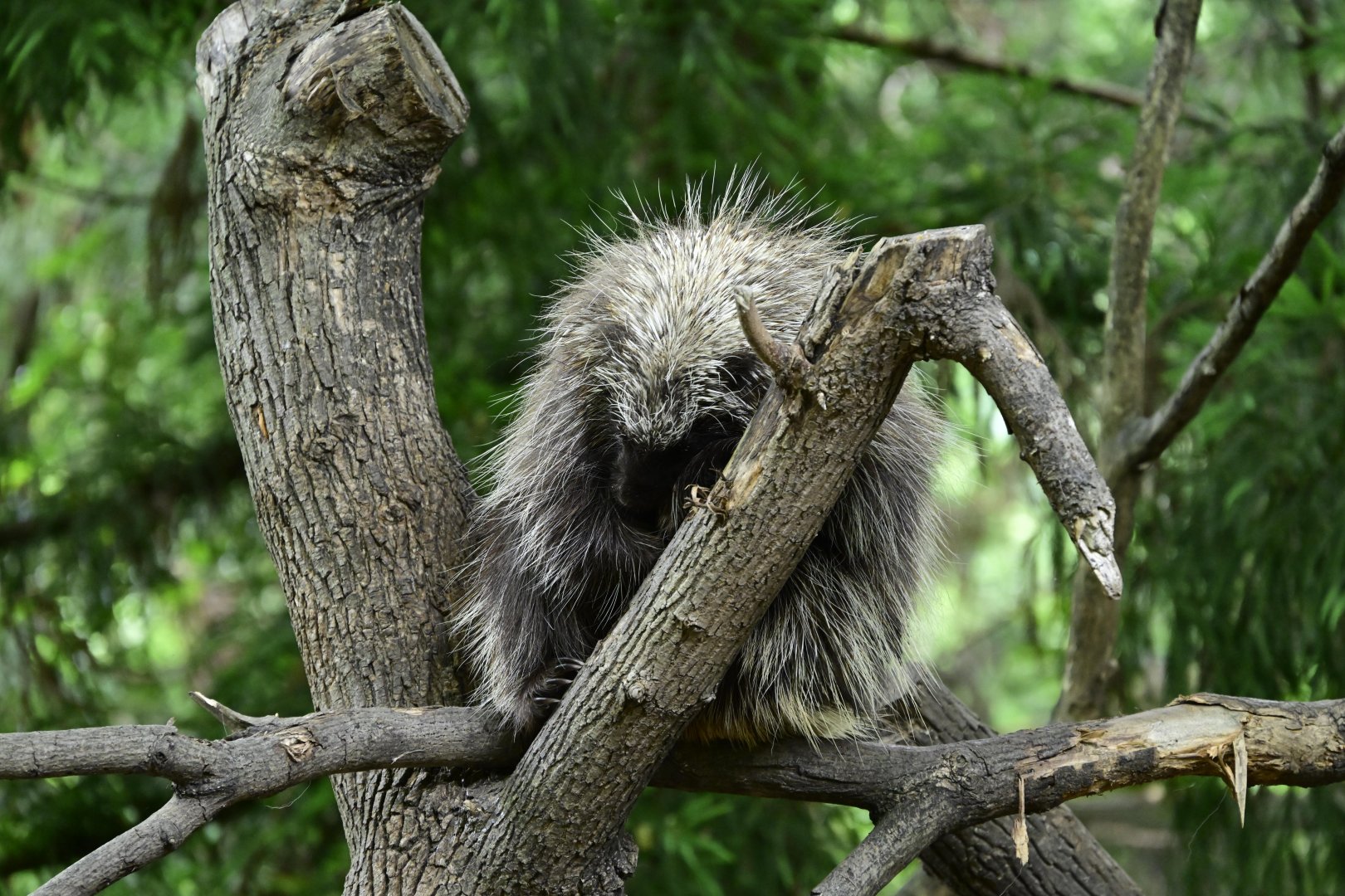 Discovery Trail - North American Porcupine (Erethizon dorsatum)