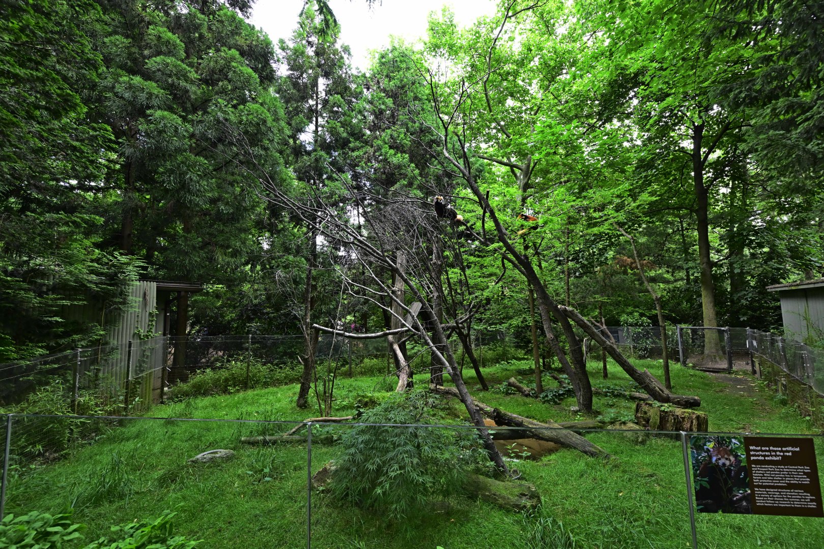 Discovery Trail - Red Panda (Ailurus fulgens) Exhibit