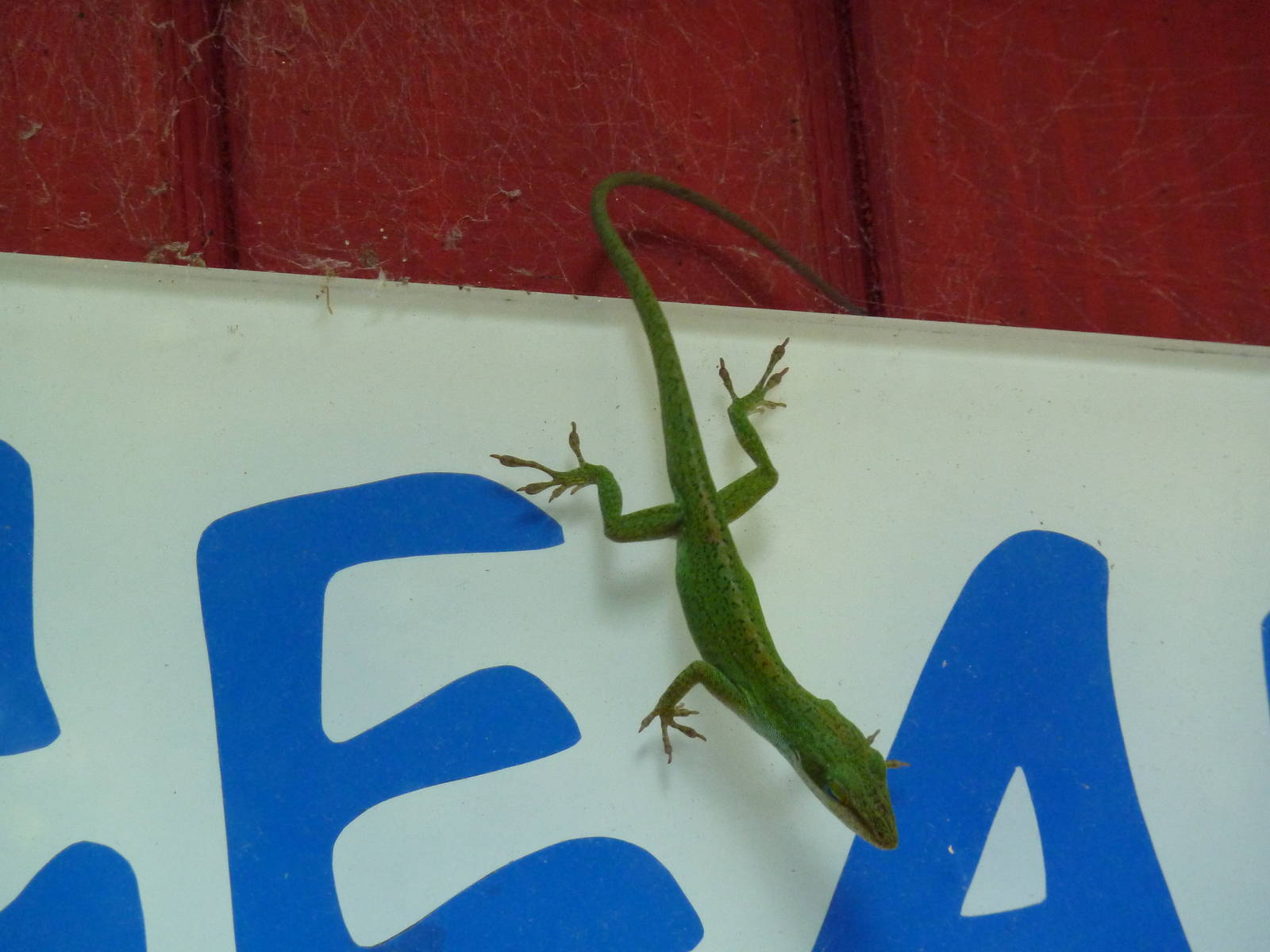 Discovery Walk - Wild Lizard