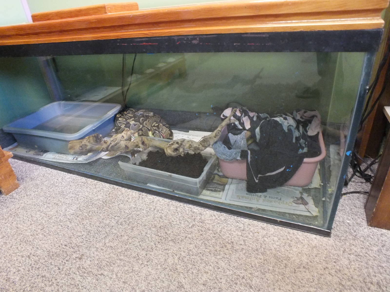 Discovery Wildlife Park-Ball Python Tank