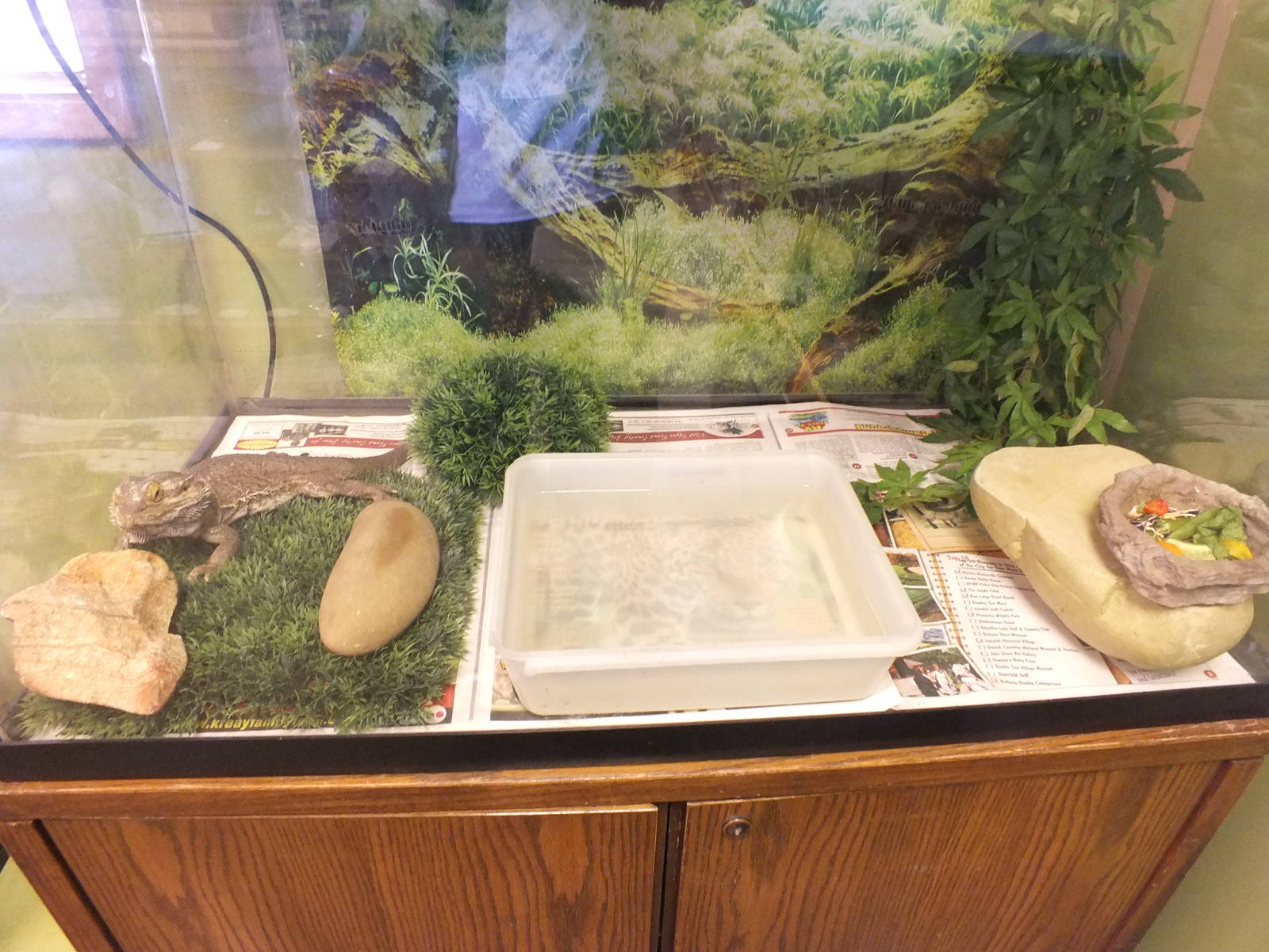 Discovery Wildlife Park-Bearded Dragon Tank