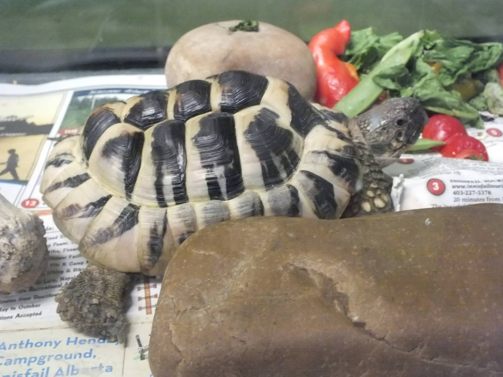 Discovery Wildlife Park-Hermann's Tortoise