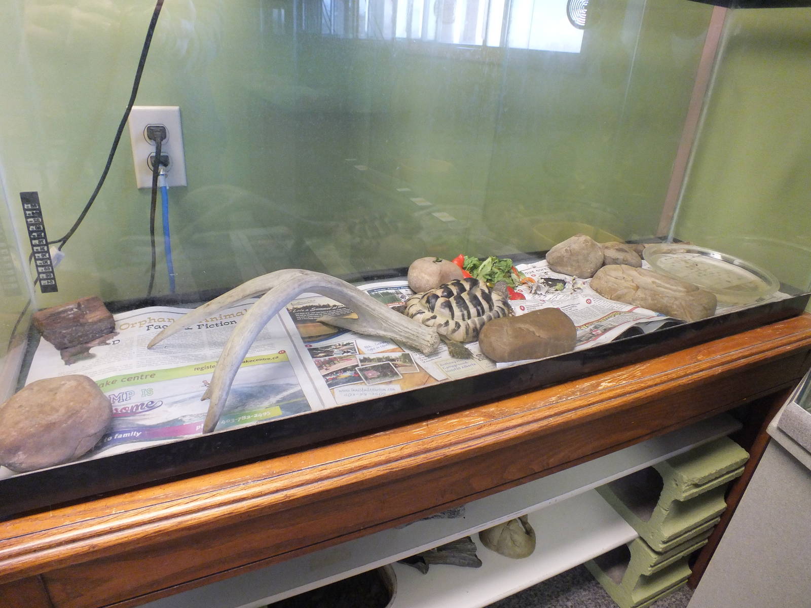 Discovery Wildlife Park-Tortoise Tank