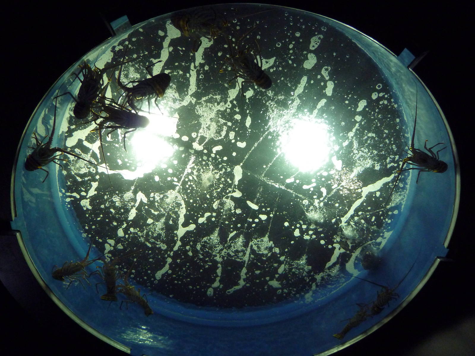 Discovery Zone - Caribbean Spiny Lobster Exhibit (In the Chimney!)