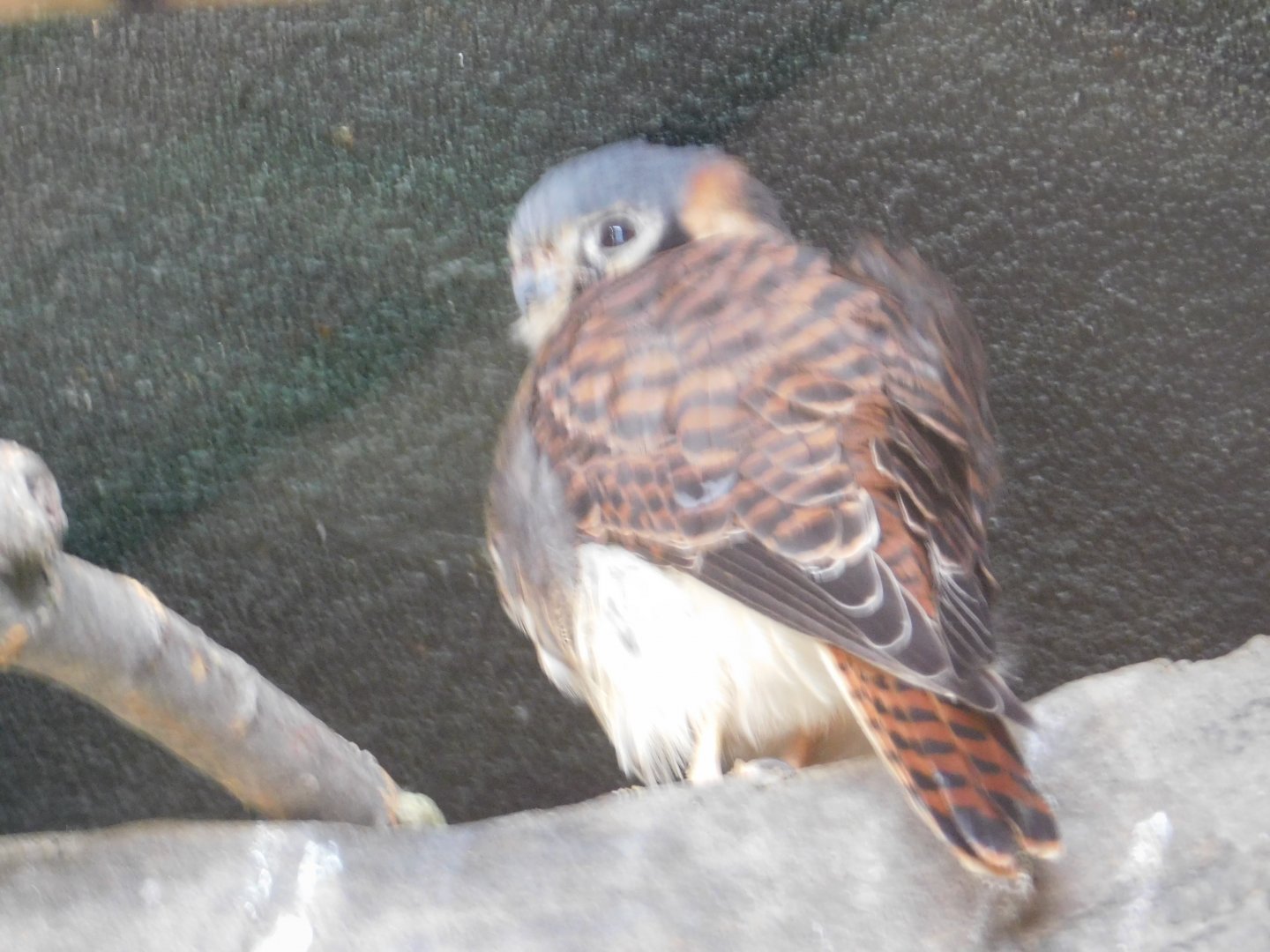 Discovery Zoo - American Kestrel - Sep. 2020