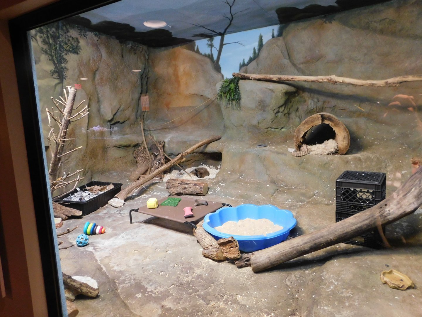 Discovery Zoo - Bat-Eared Fox Exhibit - Sep. 2020