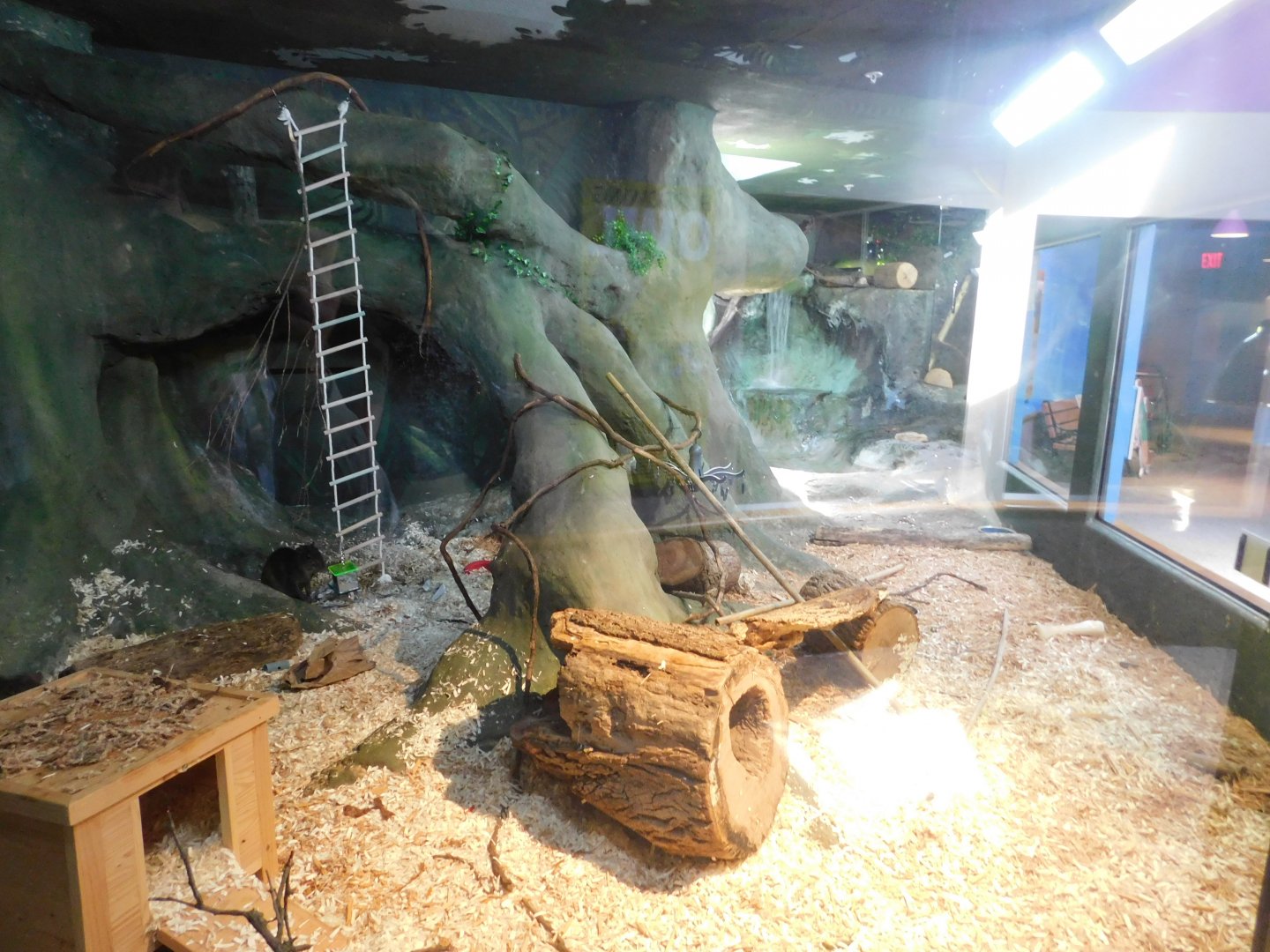 Discovery Zoo - Brazilian Agouti Exhibit - Sep. 2020