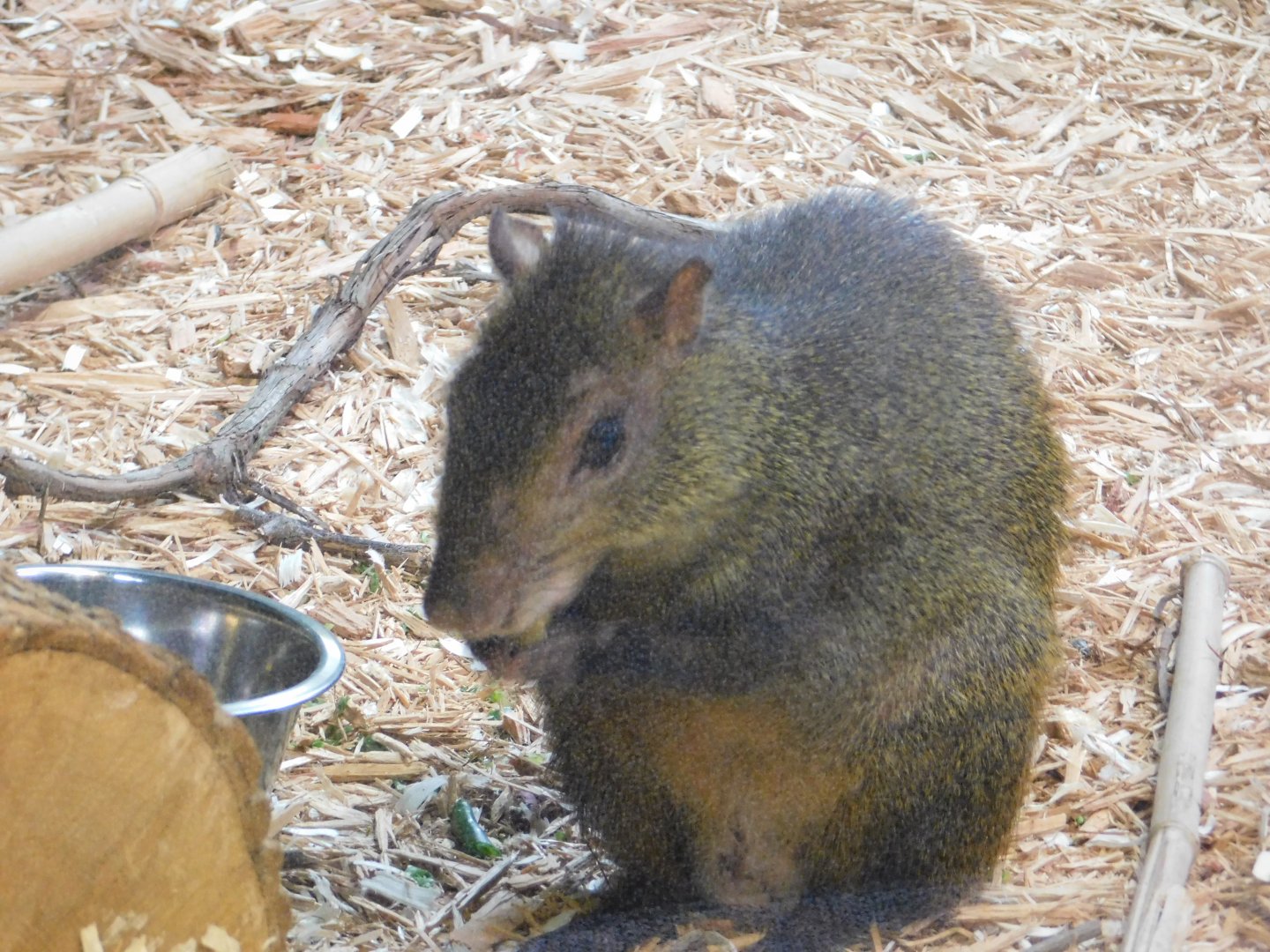 Discovery Zoo - Brazilian Agouti - Sep. 2020