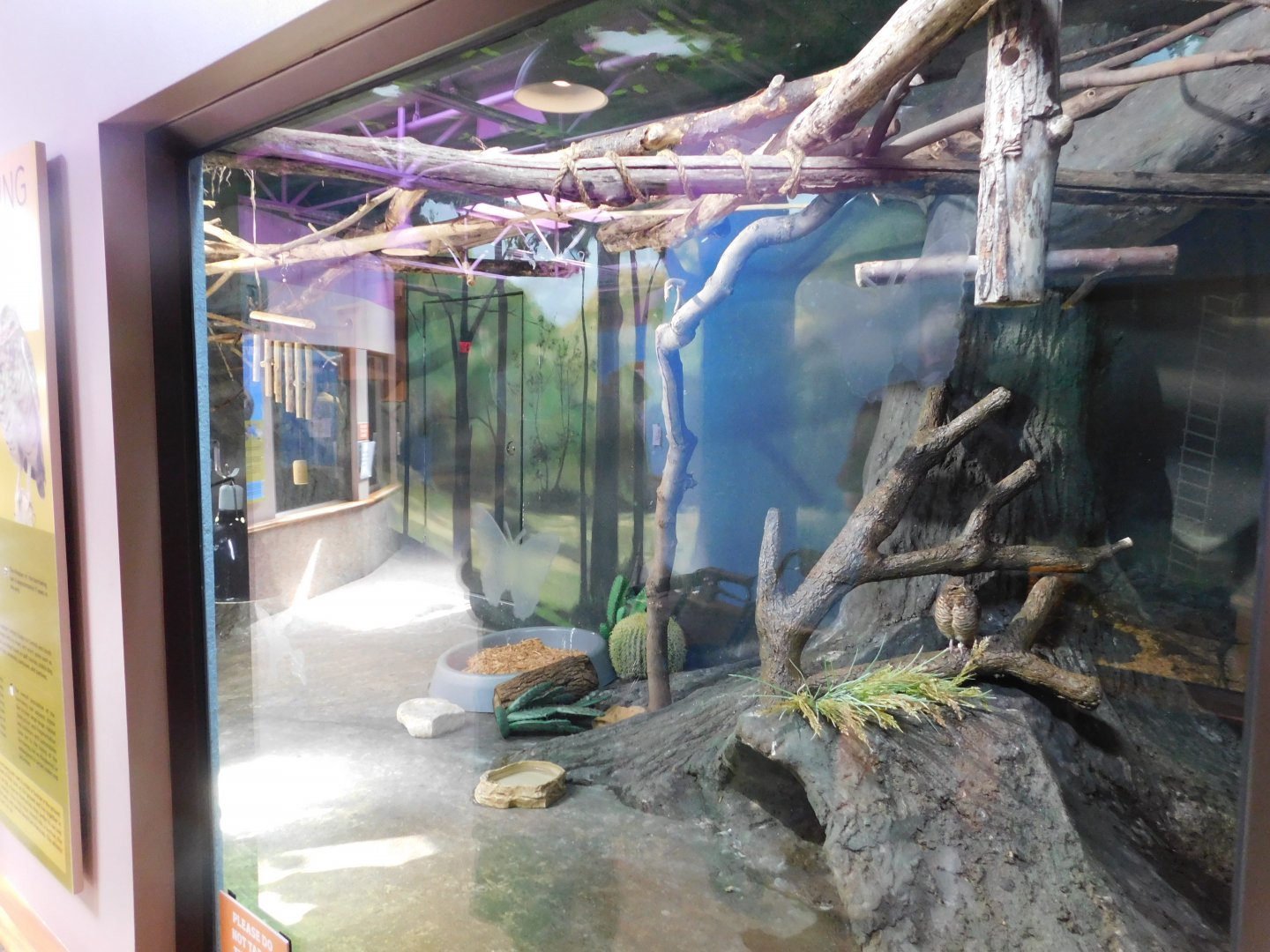 Discovery Zoo - Burrowing Owl/American Kestrel Exhibit - Sep. 2020