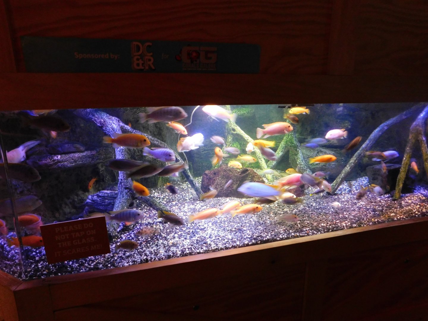 Discovery Zoo - Cichlid Tank - Sep. 2020