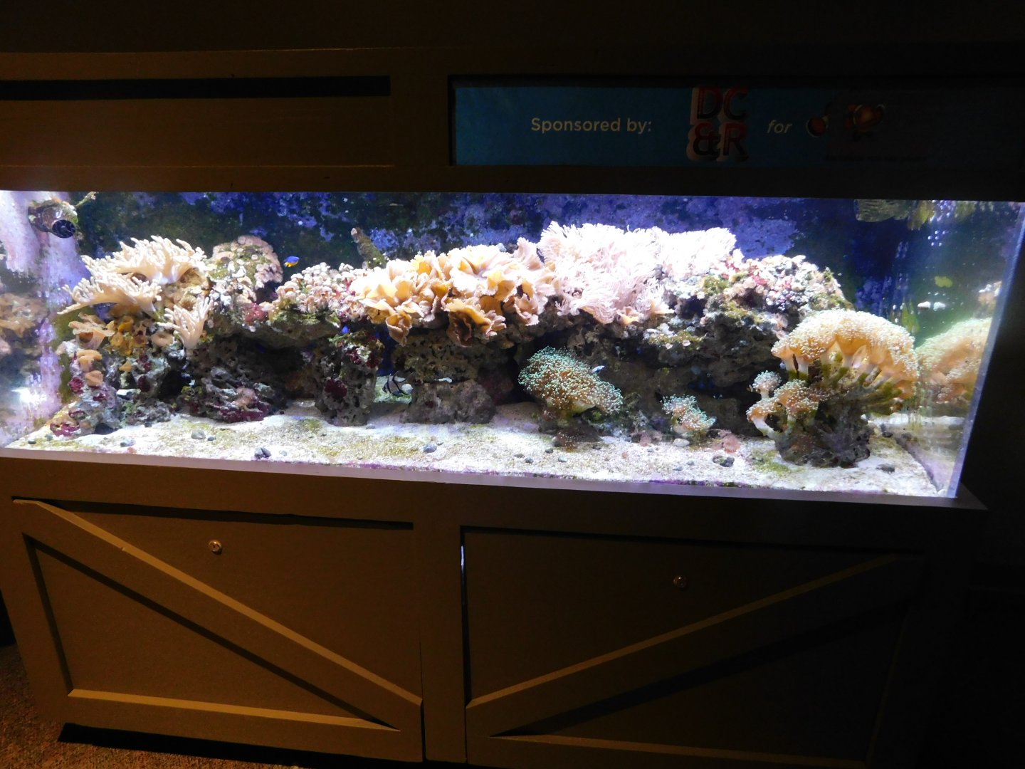 Discovery Zoo - Coral Tank - Sep. 2020