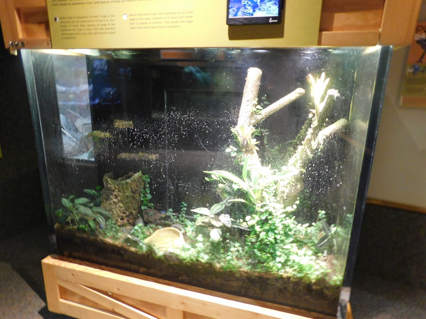 Discovery Zoo - Dart Frog Exhibit - Sep. 2020