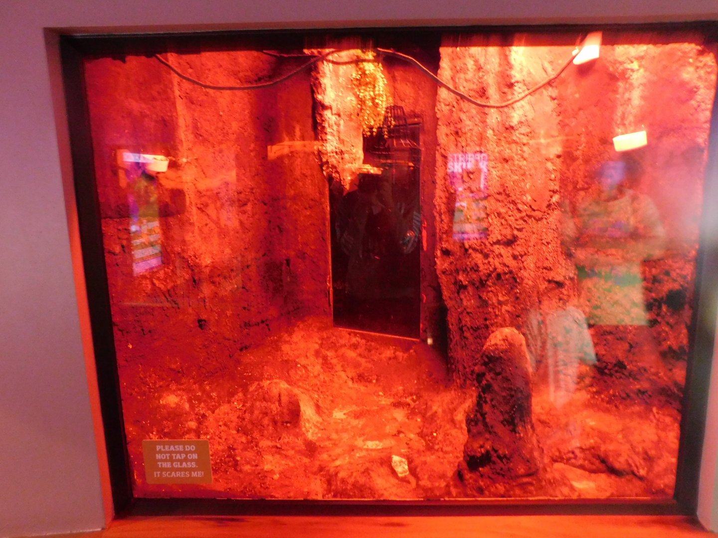 Discovery Zoo - Jamaican Fruit Bat Exhibit - Sep. 2020