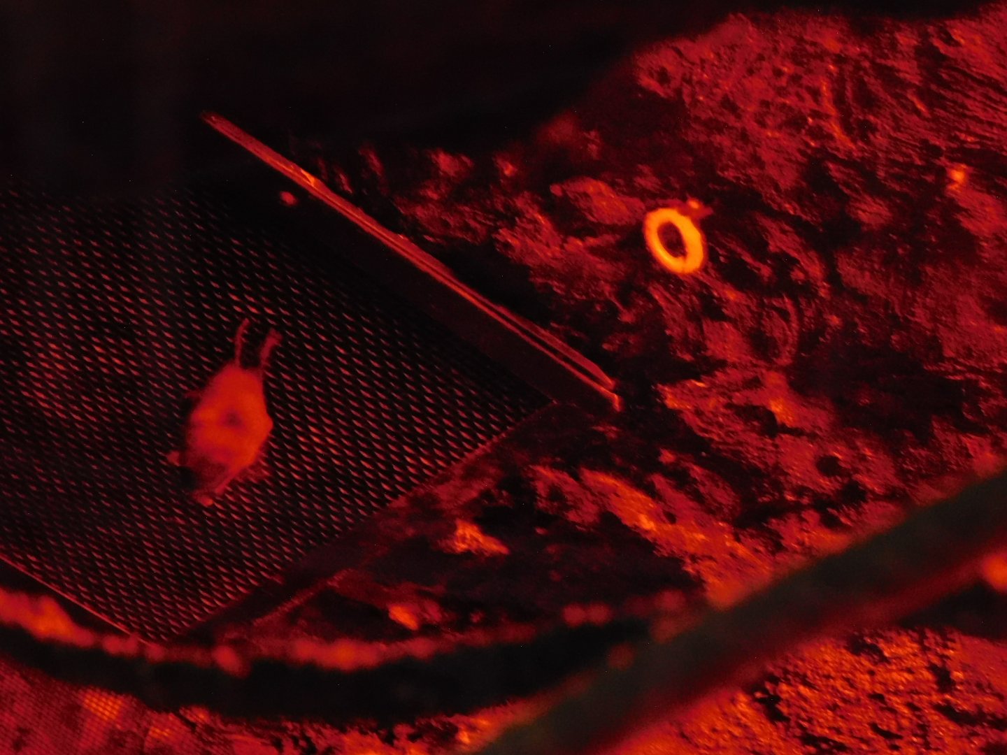 Discovery Zoo - Jamaican Fruit Bat - Sep. 2020