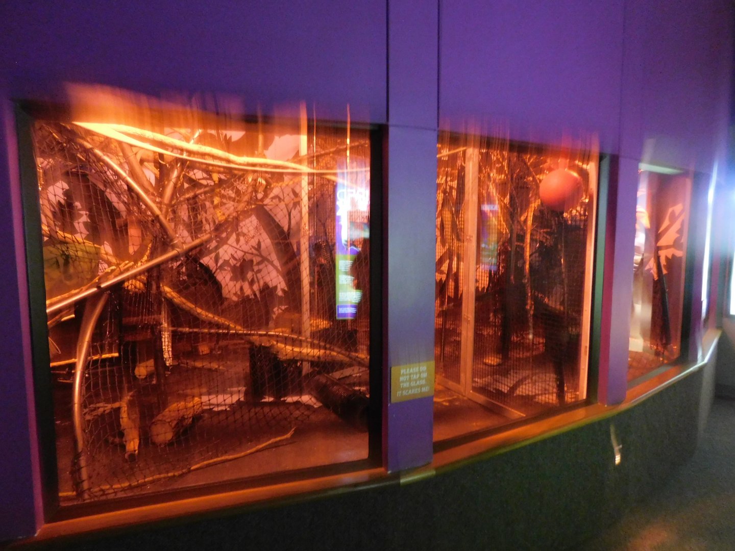 Discovery Zoo - Kinkajou Exhibit - Sep. 2020