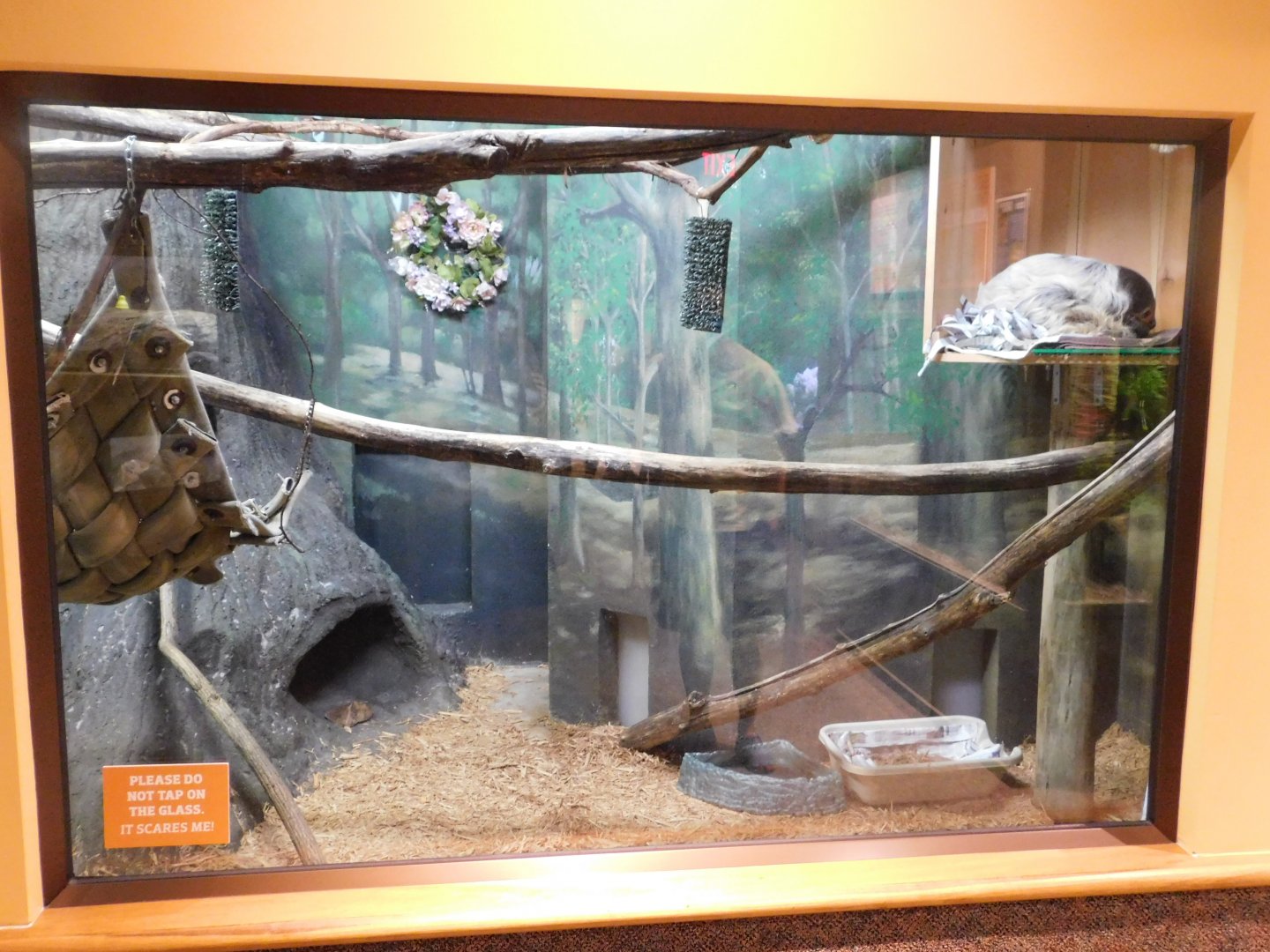 Discovery Zoo - Linne's Two-Toed Sloth Exhibit - Sep. 2020