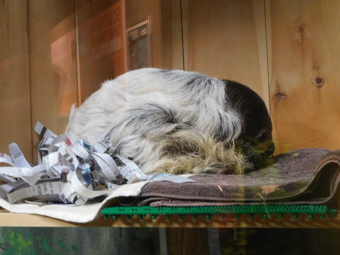 Discovery Zoo - Linne's Two-Toed Sloth - Sep. 2020