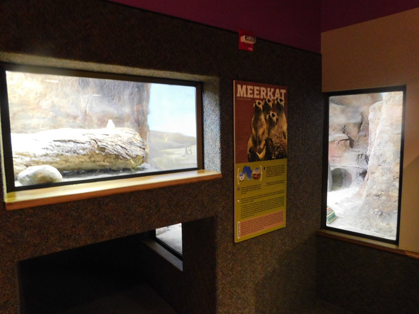 Discovery Zoo - Meerkat Exhibit - Sep. 2020