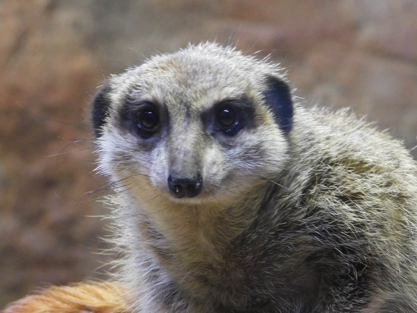 Discovery Zoo - Meerkat - Sep. 2020