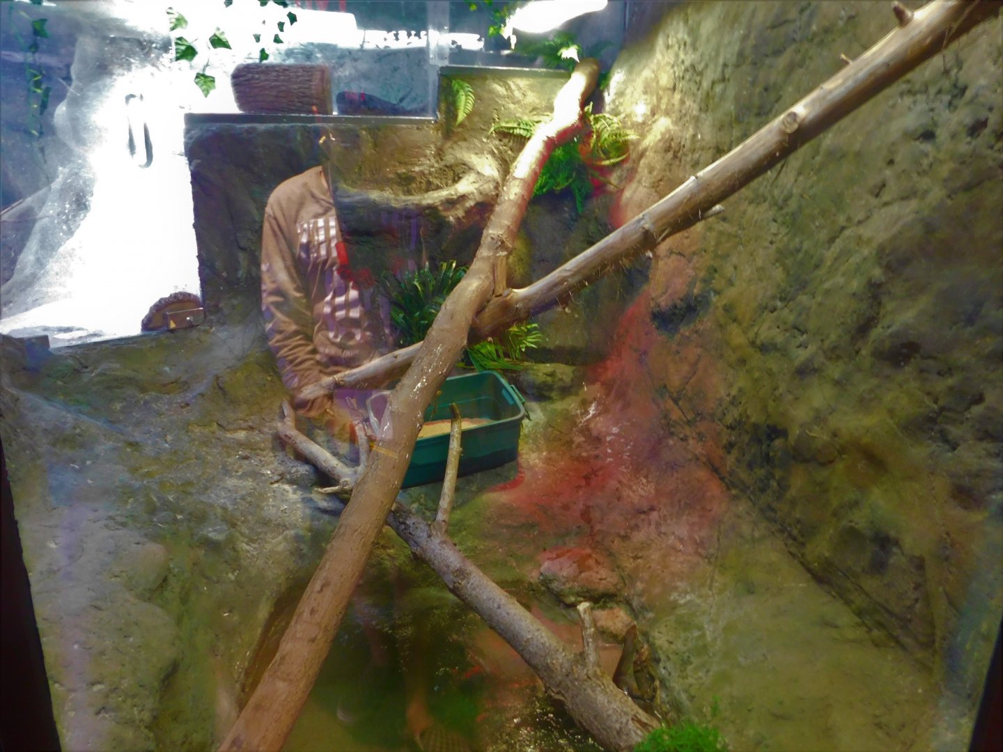 Discovery Zoo - Merten's Water Monitor Exhibit - Sep. 2020